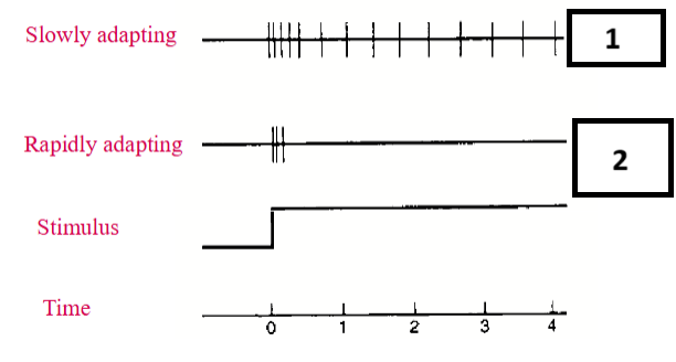 <p>1, 2</p>