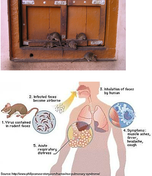 <p>By <strong>contact with rodents and their excretions</strong> (urine, feces) through inhalation.</p>