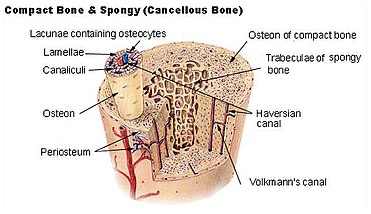 <p>central canal in an osteon</p>