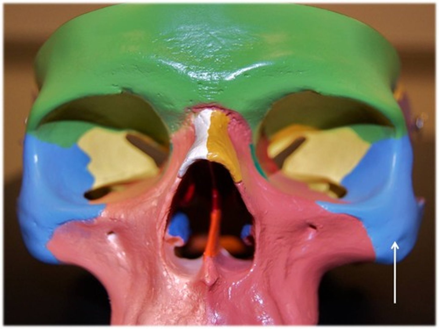 <p>Name the bone.</p>
