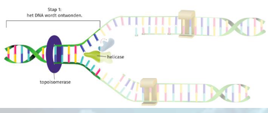<ul><li><p>DNA-topoisomerase</p></li><li><p>helicase</p></li></ul><p></p>