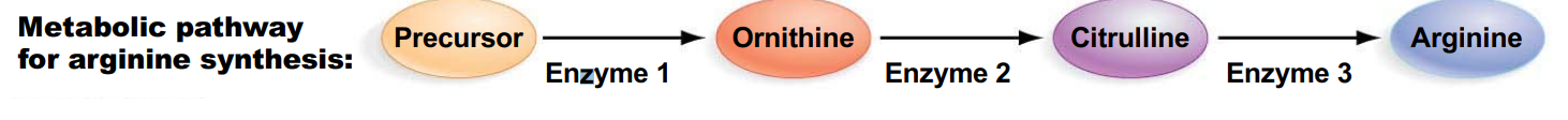 an essential amino acid