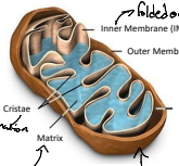 <p>The cristae are the infoldings of the inner mitochondrial membrane that increase the surface area for ATP production. They house the components of the electron transport chain and ATP synthase.</p>