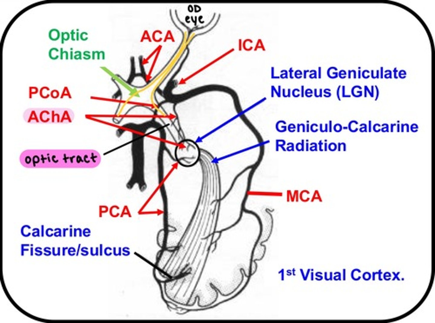 <p>Anterior choroidal artery</p>