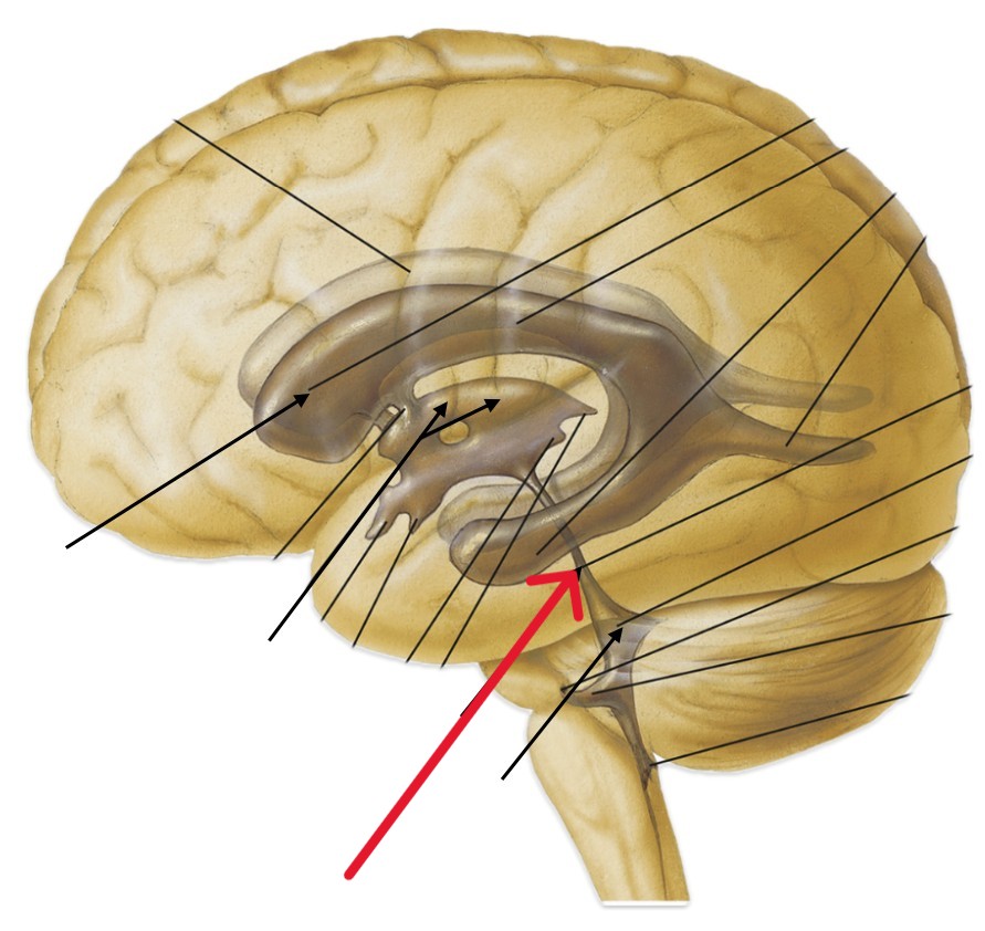 <p>Which part of the brain is:</p><ul><li><p>In the midbrain</p></li><li><p>Upper brainstem</p></li></ul><p></p>
