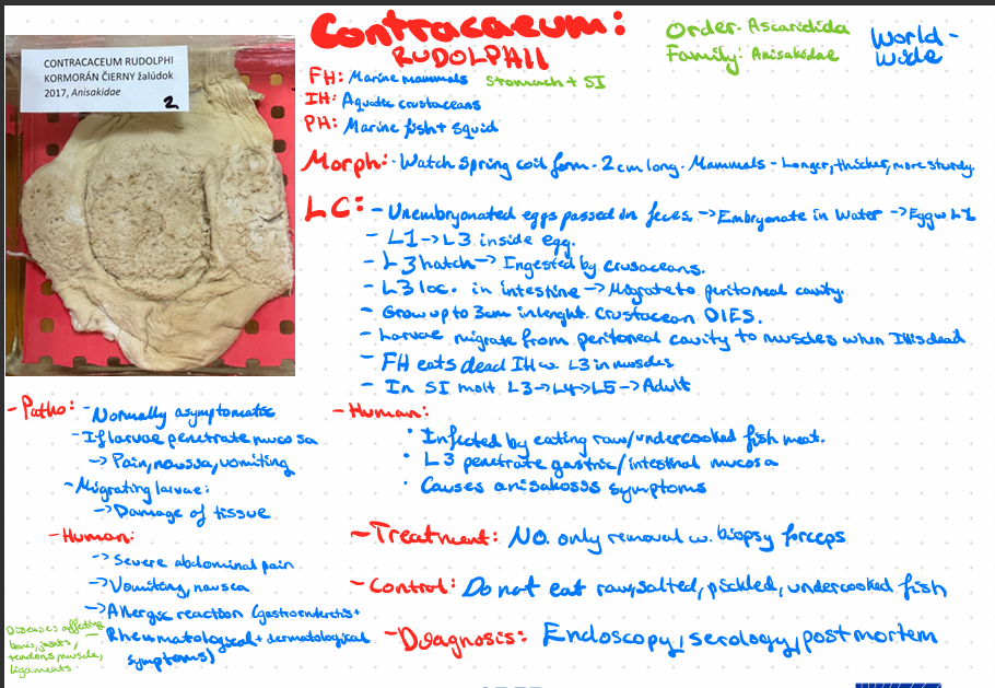 <p>Contraceum rudolphii</p>