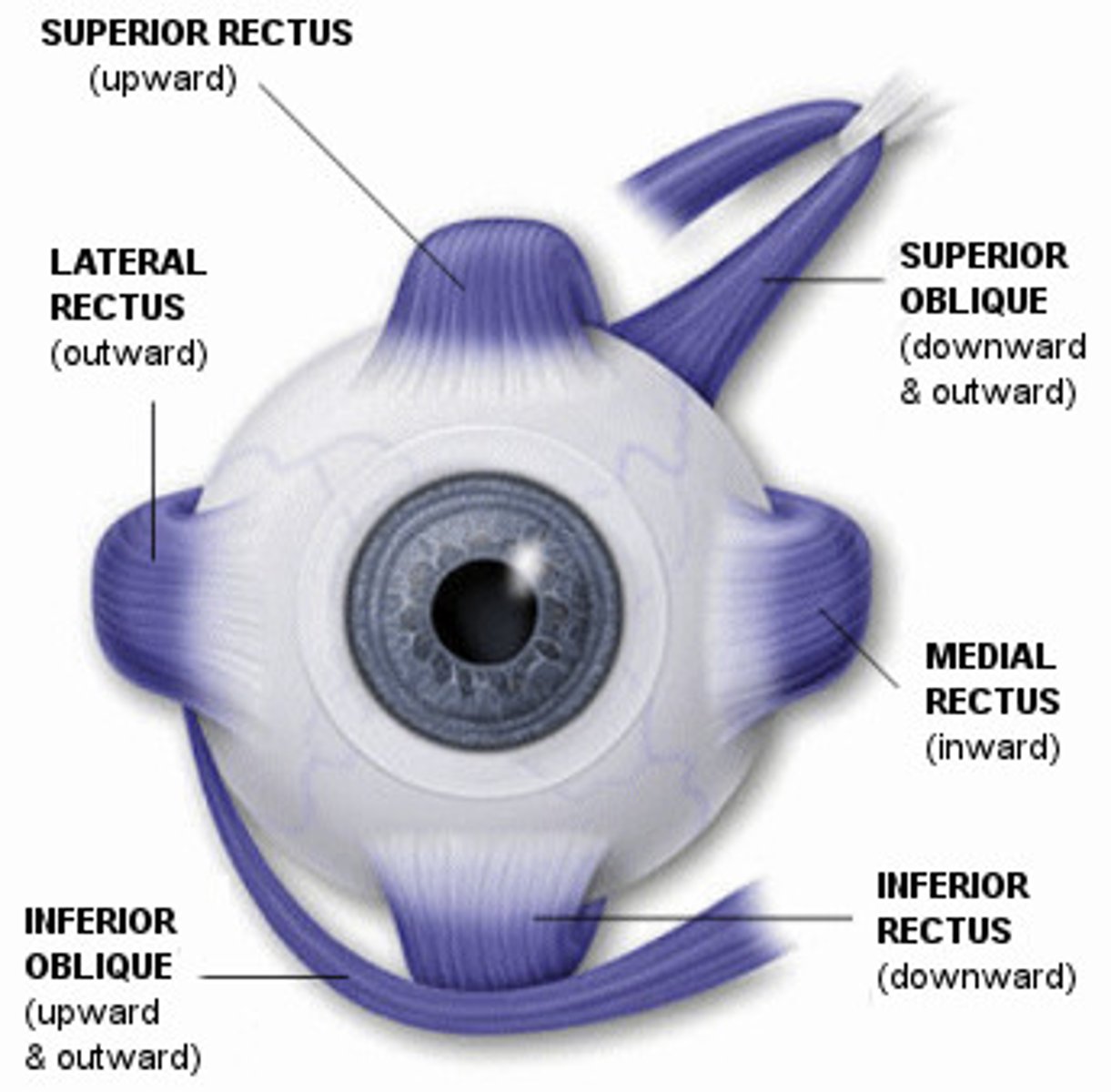 <p>-Superior rectus<br>-Inferior Rectus<br>-Medial Rectus<br>-Lateral Rectus<br>-Superior Oblique<br>-Inferior Oblique</p>