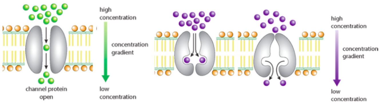 <p>diffusion across a membrane allowing large and/or charged molecules to pass via channel proteins forming pores (hydrophilic interior, specific only allowing one substance through, some permanently open while others gated) or carrier proteins (combine with diffusing molecules and release them on the other side of the membrane)</p>
