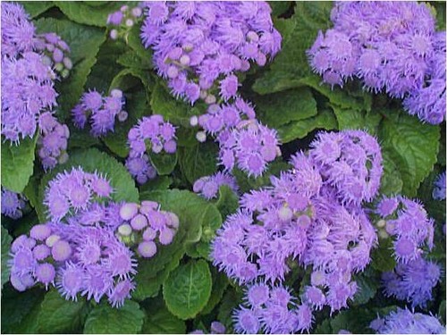 Ageratum houstonianum