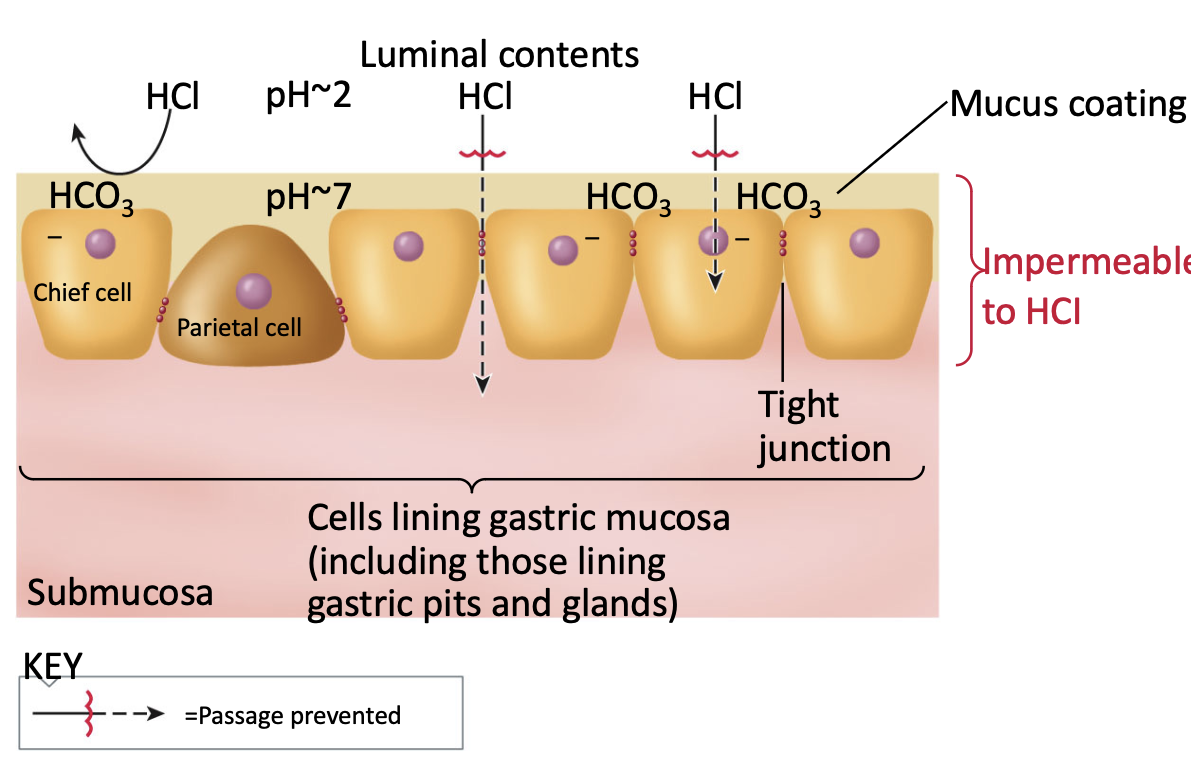 <p>in between gastric pits, the actual lining of the stomach has mucus producing cells that make a very thick layer of mucus that release bicarbonate</p><ul><li><p>prevents outside of stomach from directly damaging mucosal cells</p></li><li><p>cells are not meant to last long</p></li></ul><p></p>