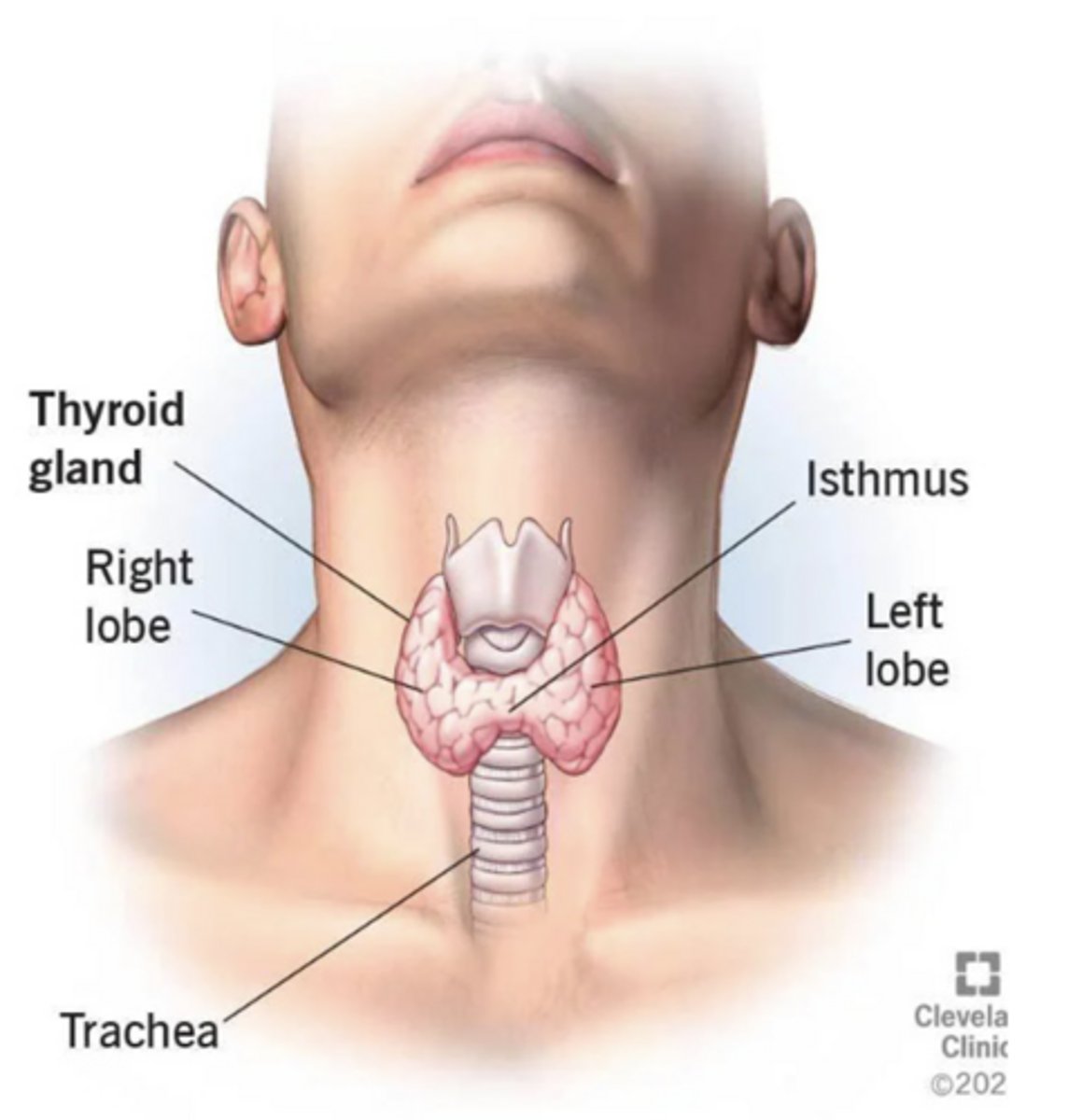 <p>What is the function of the thyroid, and explain?</p>