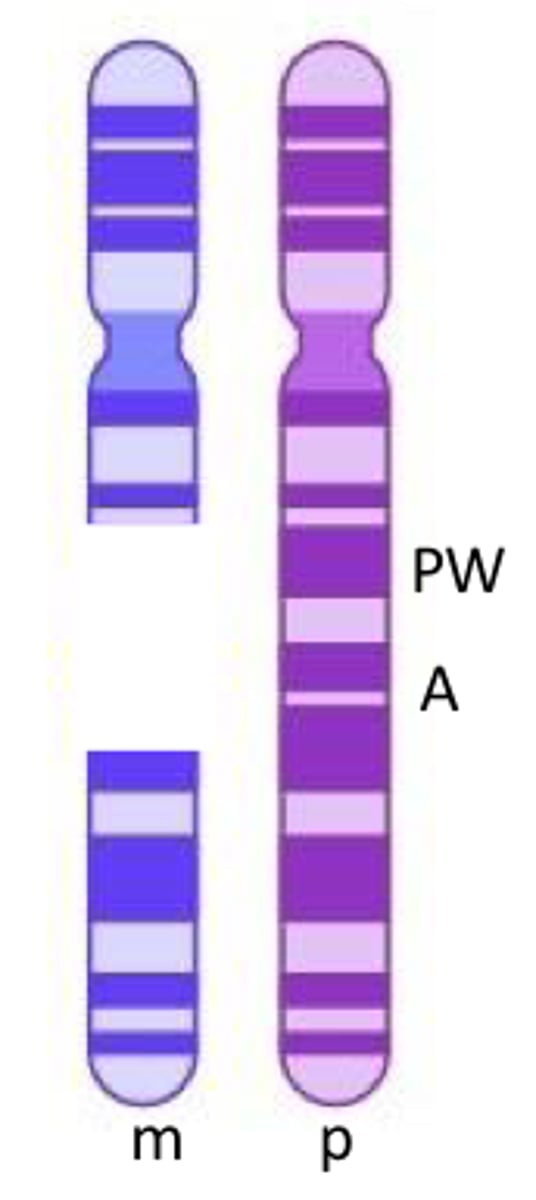 <p>angelman <br><br>on paternal chromosome, PW is on and A is methylated/off <br><br>the disorder is caused when you DON'T make the genes associated with the disease (loss of function)</p>
