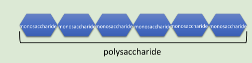 <p>Carbohydrate</p>