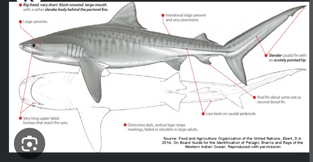 <p class="has-focus">Carcharhinidae family</p><p class="has-focus">Eats wide variety of marine animals, carrion – has been called “garbage can of the sea”</p><p>Broadly rounded snout; distinctive curved serrated teeth; strong spotting pattern in young sharks, turning to stripes which fade with age</p>
