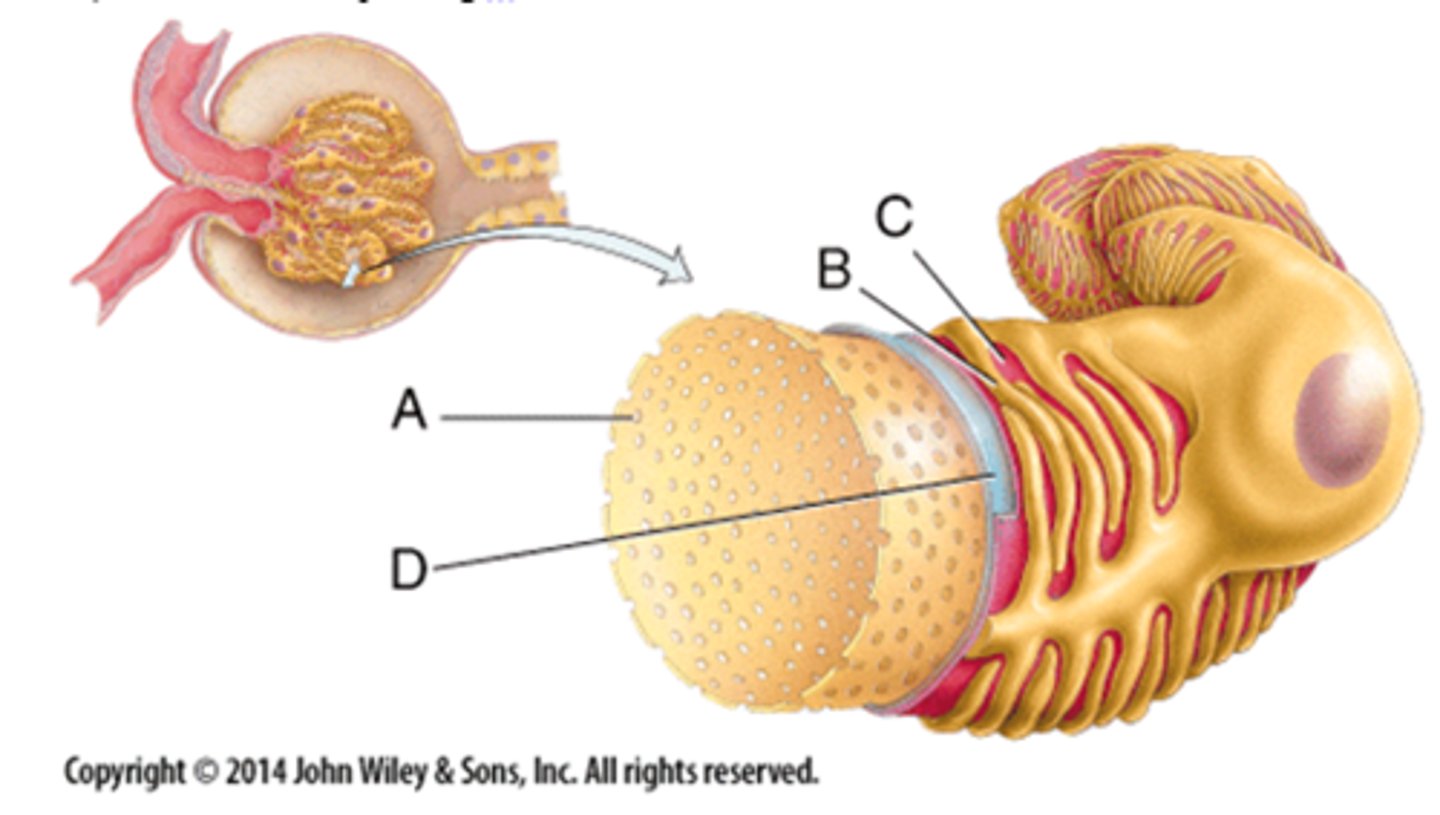 <p>pedicel</p><p>3 multiple choice options</p>