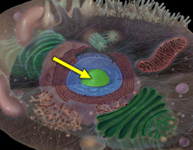 <p>A substructure within the nucleus responsible for ribosomal RNA synthesis and ribosome assembly. </p>