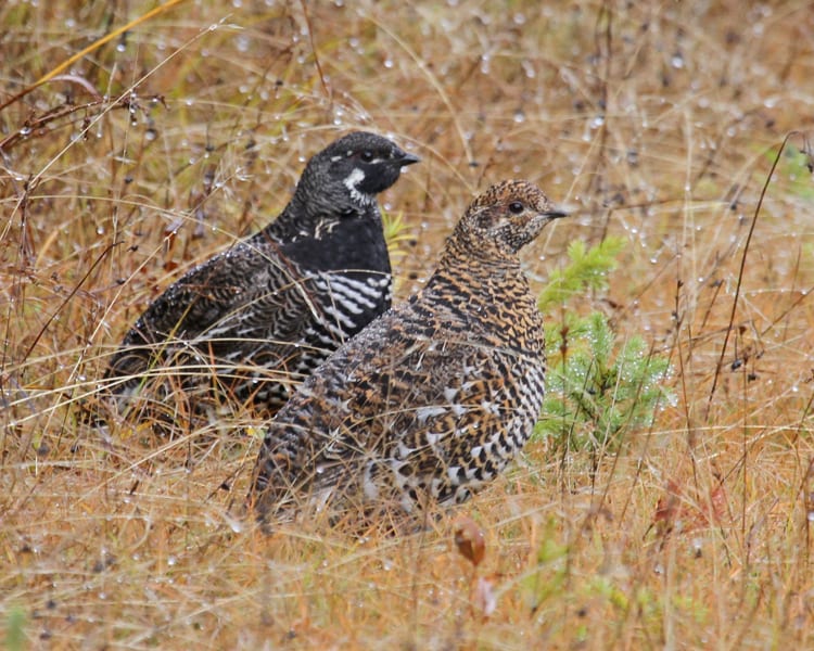 **black and white barring on chest**

Male: display red eyebrow, browner with white spots

Female: grey-brown with very speckled belly