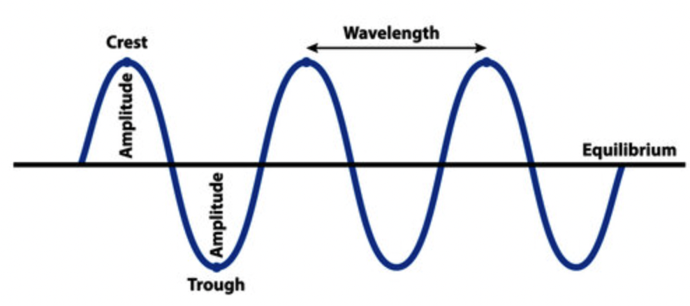 <p>Examples of transverse waves include</p>