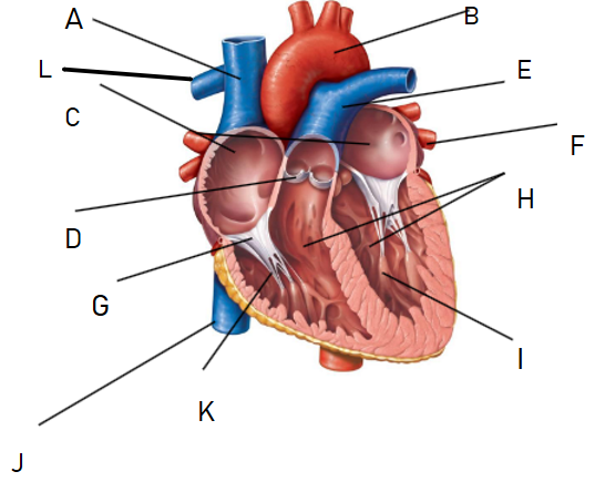 <p>H</p>
