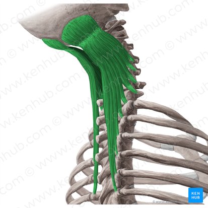 <p>What muscle is this</p>