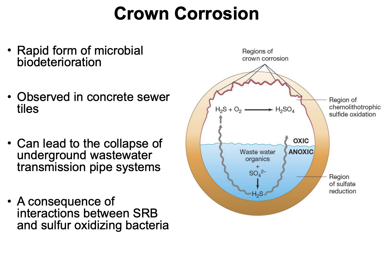 <p>Explain crown corrosion</p>