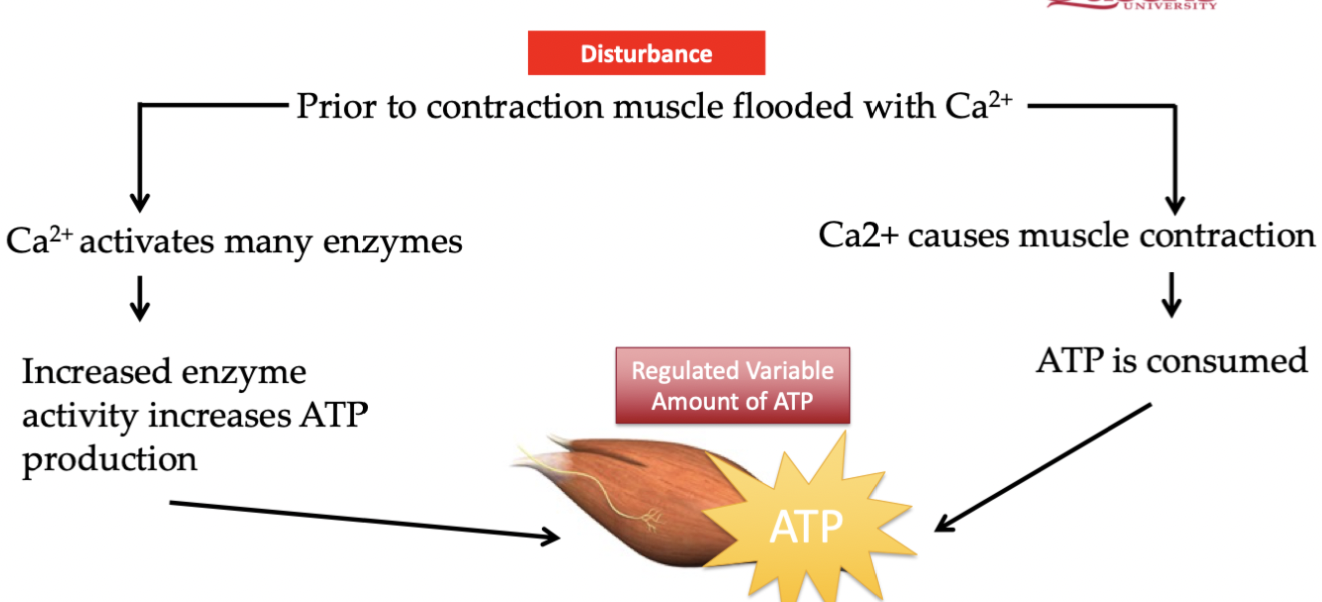 <p>Muscle becomes flooded with calcium before movement occurs, we can prevent an ATP shortage by detecting increase in calcium and increasing the enzymes that produce ATP</p>