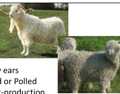 <p>GOAT BREEDS: what is the breed, origin, color, ears, horns, traits?</p>