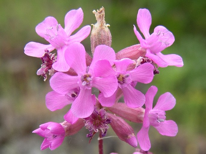 <p><em>Caryophyllaceae -</em> hvozdíkovité</p><p><em>Viscaria vulgaris -</em> smolnička obecná</p>
