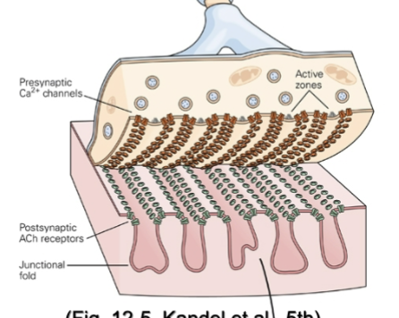 In rows that are localized at active zones so that Ca2+ influx can occur at the site where it is needed

ex: at NMJ, presyn. Ca2+ channels line up with postsyn. ACh receptors