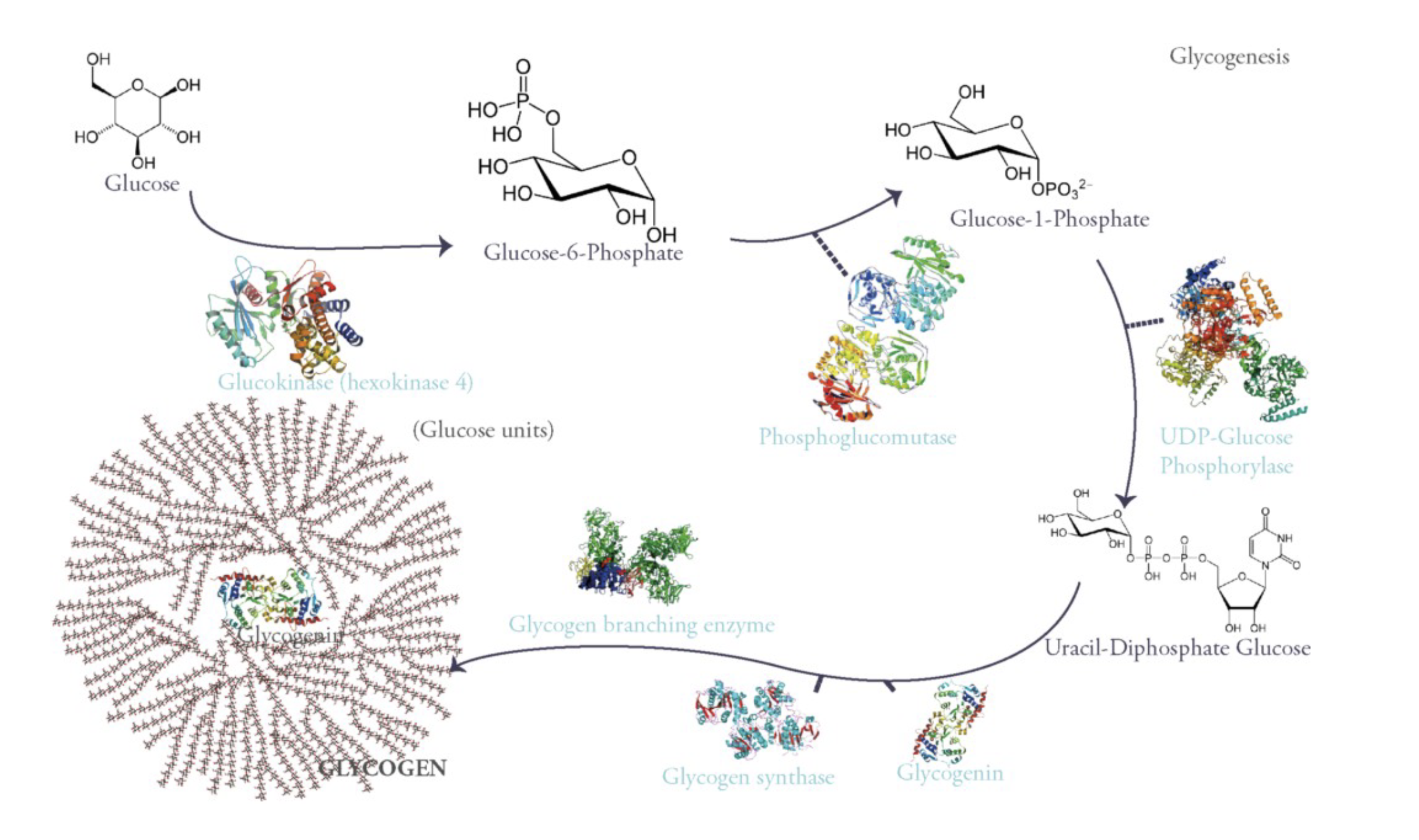 <ul><li><p>first you have a glucose kinase enzyme that is going to phosphorylate glucose in the 6th position which gives you glucose-6-phosphate. This traps glucose in liver cells.</p></li></ul><p></p><ul><li><p>Once glucose-6-phosphate is formed, it could go into glycolysis but in liver cells what is happening is that you trapped glucose out of the bloodstream inside the cells so that lowers blood glucose levels.</p></li></ul><p></p><p></p><ul><li><p>Then there is a phosphoglucomutase (moves functional group from one place to another on the same structure. in this case it moves phosphate group on glucose-6-phosphate from the 6th position to position 1.)</p></li></ul><p></p><ul><li><p>once that happens, UDP-Glucose phoshorylase enzyme will link that glucose-1-phosphate to a uridine monophosphate to give uracil-diphosphate glucose (UDG). This serves as an activated substrate for assembling this large glycogen structure using glycogen synthase and glycogen branching enzyme.</p></li></ul><p></p><p></p><ul><li><p>This glycogenin protein is packaged along with glycogen (glycogen is responsible for cleaving some of those glucoses in case you need to raise levels of glucose in blood.</p></li></ul><p></p>