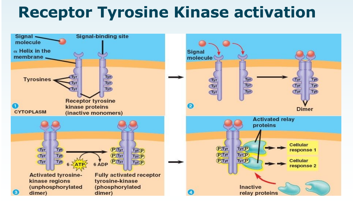 <p>What happens on binding a ligand to tyrosine kinase receptors? (i.e. how do these receptors work?</p>