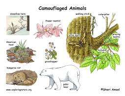 <p>What does it mean when an organism makes an adaptation to its environment</p>