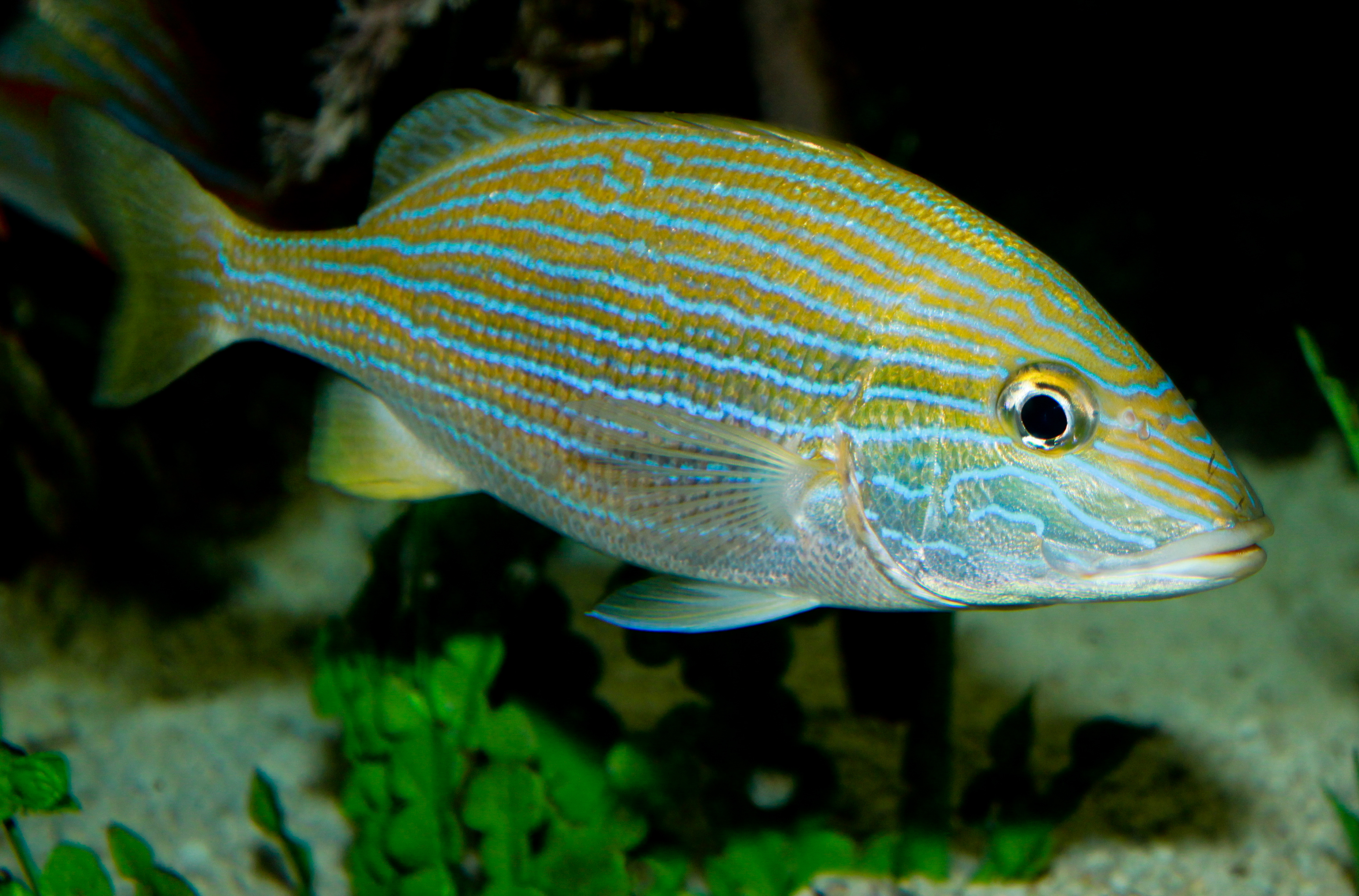 <p>Haemulidae</p>