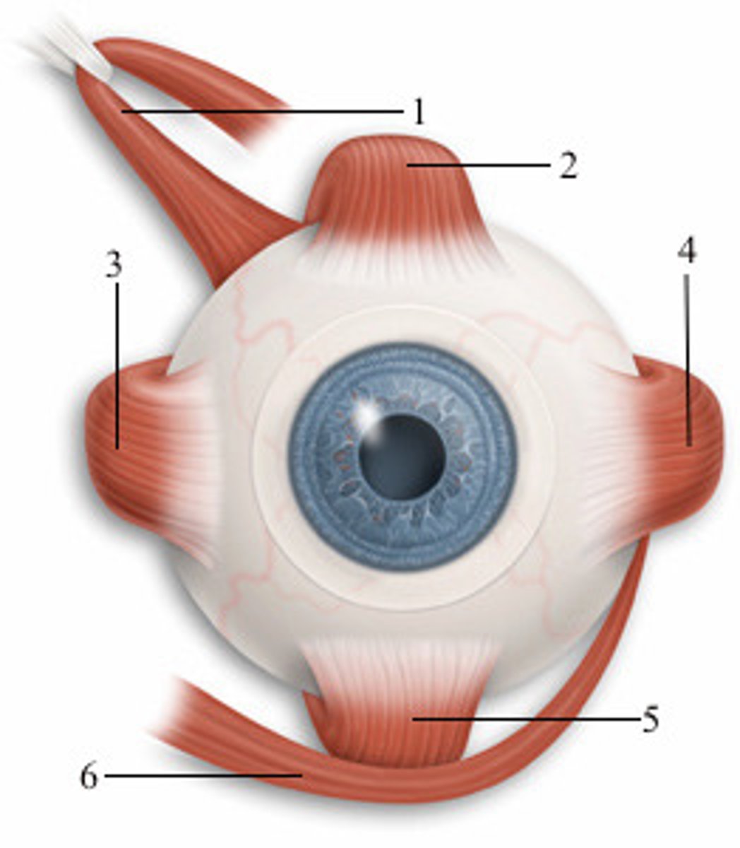 <p>4; anterior view</p>