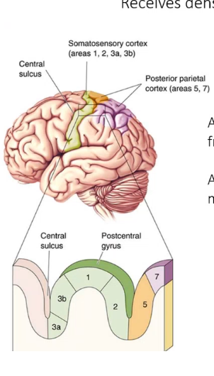 <p>area ___ receives projections from superficial skin, area ___ receives input from muscle spindles, Area ___ and ___ have large receptive fields and are direction sensitive and are able to determine direction, area __ handles identifying the texture and size/shape (stereogenesis), area _ combines info from differnet modalities like auditory adn visual</p>