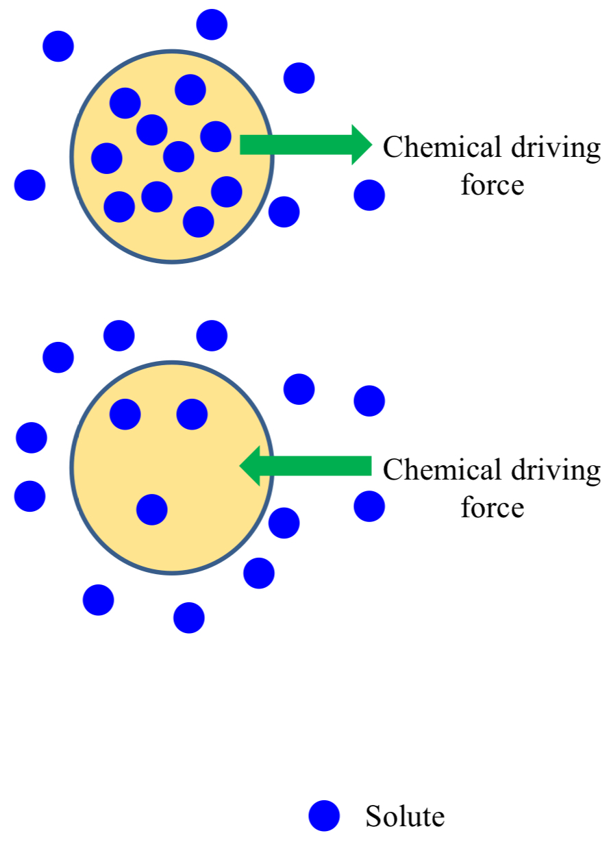 <ul><li><p>concentration gradient: different concentrations of substance on either side of membrane</p></li><li><p>molecules move passively in direction of driving force aka down concentration gradient</p><ul><li><p>high to low</p></li></ul></li><li><p>size of gradient increases <span data-name="arrow_right" data-type="emoji">➡</span> rate of transport of substance increases</p></li></ul><p></p>