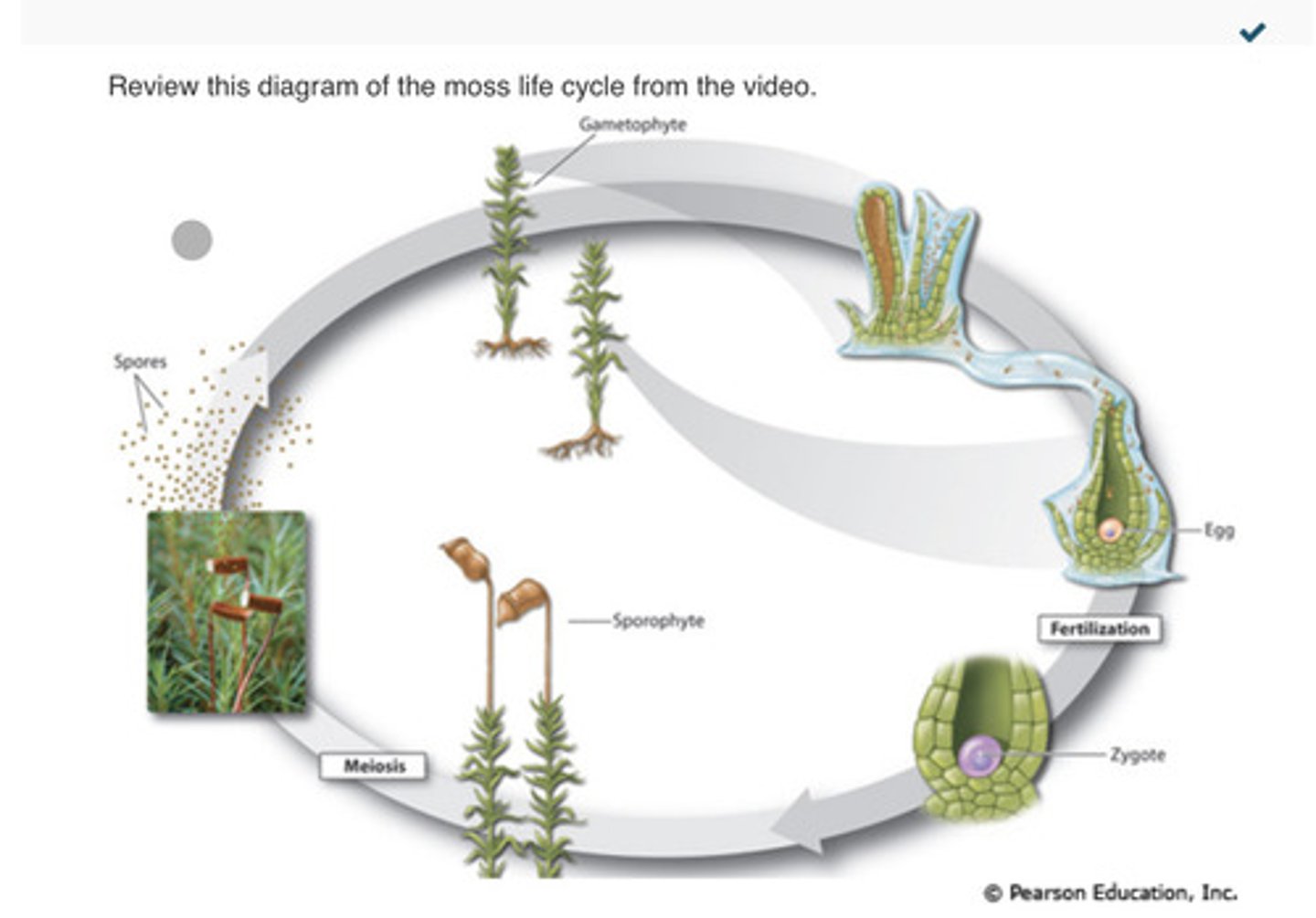 <p>B. Egg</p><p>C. Spores</p><p>D. Gametophyte</p>