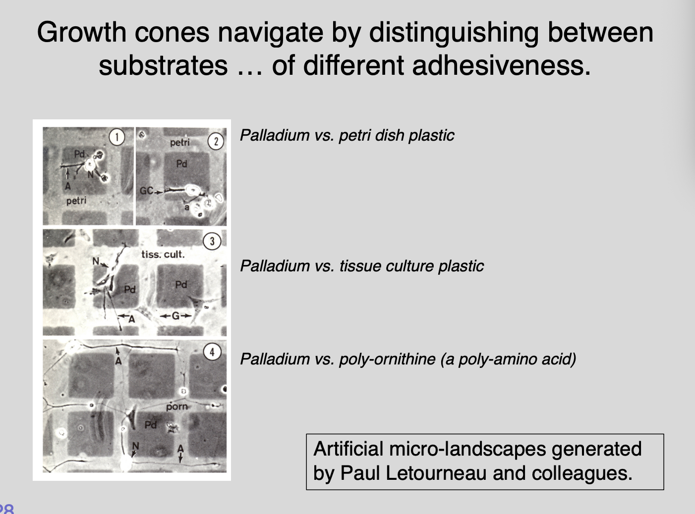<p>How do substrates and guidance cues direct growth cone navigation?→ Electron microscopy grid experiments Letourneau</p>