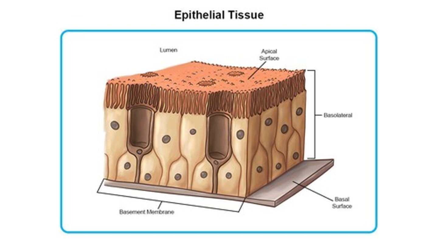 <p>Protective barrier, lines organs, plays key roles in absorption, secretion, and filtration.</p>