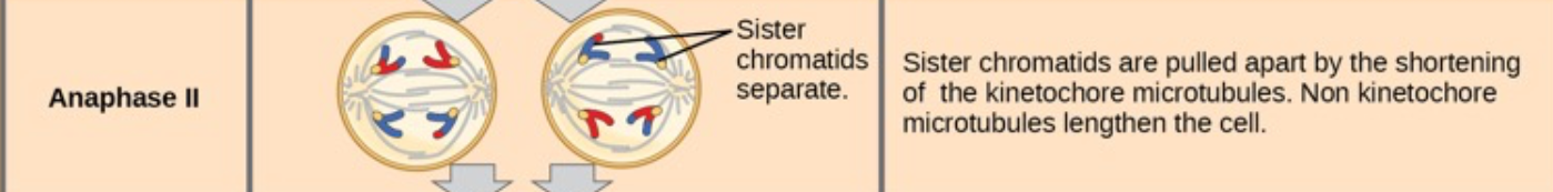 <ul><li><p><strong>fourth stage of Meiosis II</strong>, where the <strong>sister chromatids finally separate</strong> and move to opposite sides of the cell.</p></li><li><p>The <strong>sister chromatids separate</strong> at the centromere and move toward opposite poles of the cell.</p></li><li><p>Each chromatid is now considered an <strong>individual chromosome</strong></p></li><li><p>The <strong>cell elongates</strong> to prepare for division</p></li></ul><p></p>