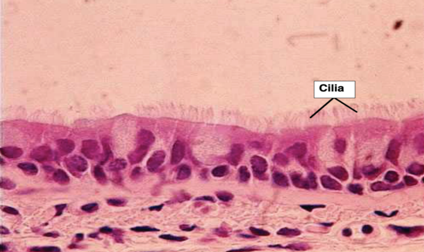 <p>Cilia</p>