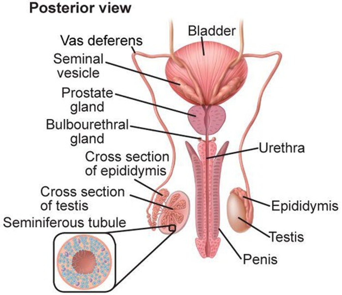 <p>Tube transporting sperm from epididymis to urethra.</p>