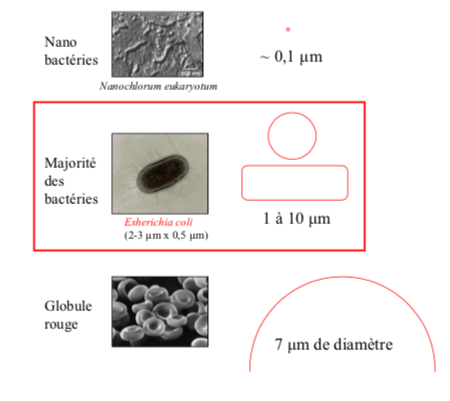 <ul><li><p>nano bact <span style="font-family: TimesNewRomanPSMT">~ 0,1 μm</span></p></li><li><p>majo des bact <span style="font-family: TimesNewRomanPSMT">1 à 10 μm</span></p></li><li><p>globule rouge <span style="font-family: TimesNewRomanPSMT">7 μm de diamètre</span></p></li><li><p>bactérie géante </p><p>→ globule rouge </p><p>→ <span style="font-family: TimesNewRomanPSMT">80 x 600 μm : de 10 à 600 μm de long selon le moment de la journée</span></p><p>→<span style="font-family: TimesNewRomanPSMT">100 à 750 μm</span></p></li></ul>