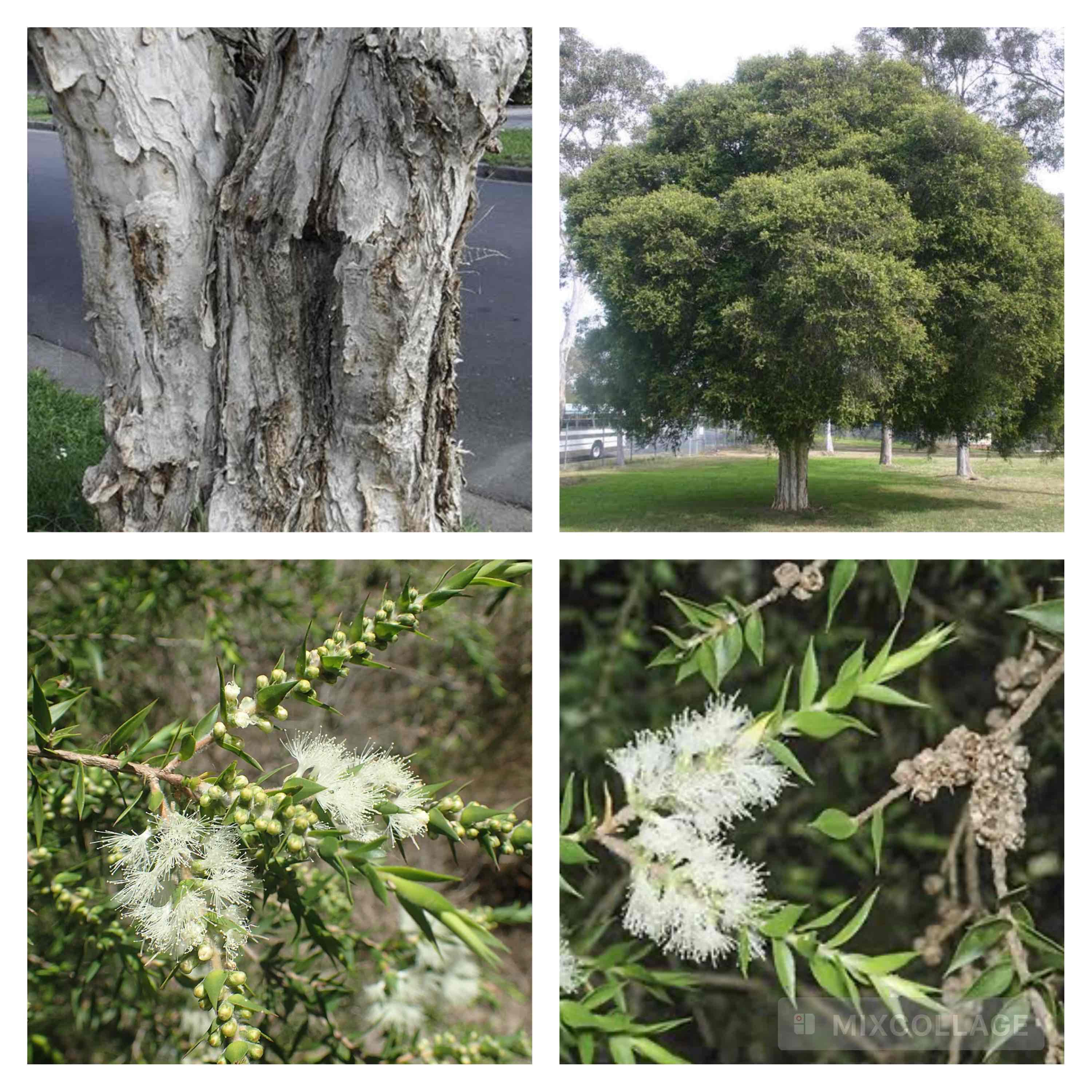 <p>Prickly paperbark</p>