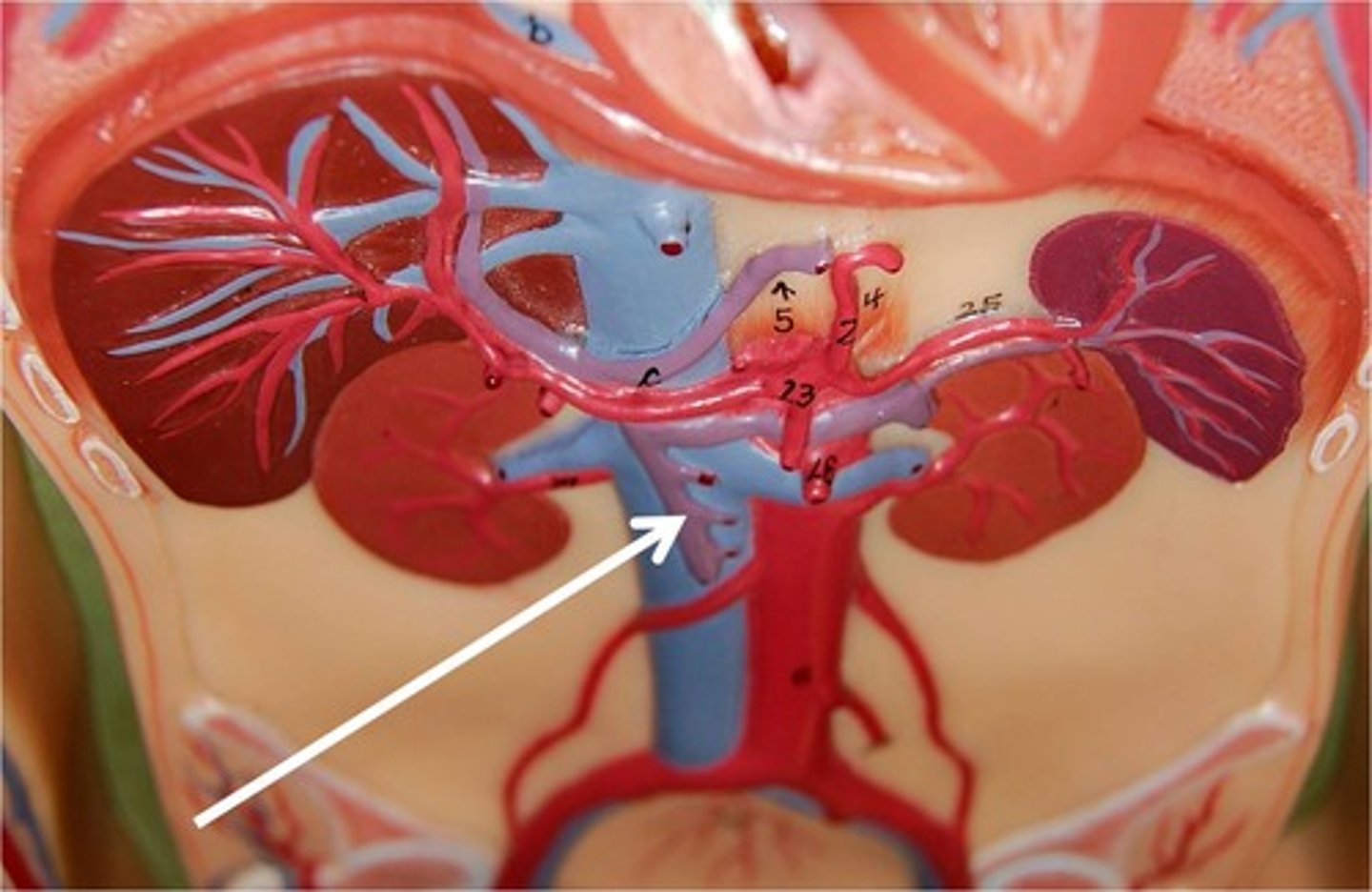 <p>Name the blood vessel.</p>