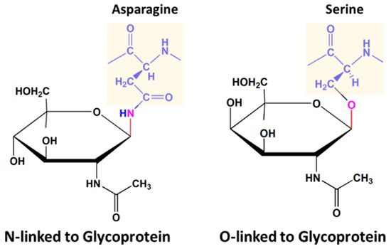 <p>A type of conjugated protein where a protein molecule is combined with a substance containing a carbohydrate group</p><ul><li><p>Proteins that have carbohydrate chains covalently bonded to them</p></li><li><p>Provide lubrication, facilitate cell adhesion, and blood coagulation</p></li></ul><ul><li><p>Ex: mucin in saliva </p></li></ul><p></p>