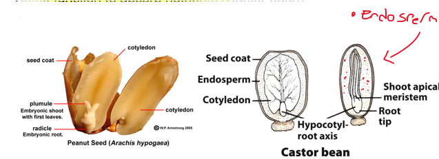 <p>store nutrients (pinto bean)</p><ul><li><p>stored in the form of oils, starch, proteins</p></li><li><p>when embryo mature: cotyledons are large, and endosperm reserves depleted </p></li></ul><p>some function to absorb nutrients (castor bean)</p><ul><li><p>cotyledon is an absorptive structure</p></li><li><p>endosperm present as nutrient source </p></li></ul><p></p><p>think about how peanut butter is full of lipids and protein</p><p></p>