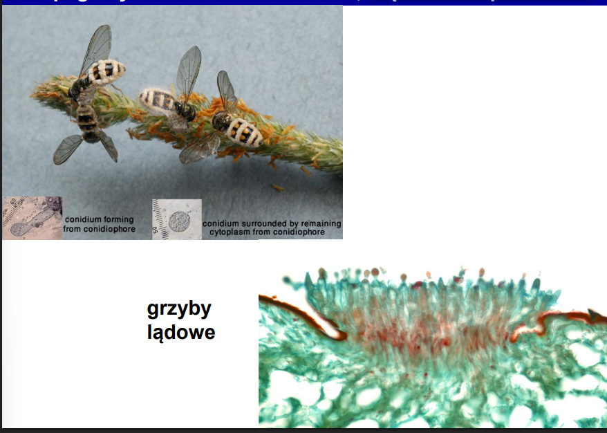 <p>-bardzo pospolite<br>-pasożyty owadów (ale też np. żab)<br>-aktywnie wystrzeliwują zarodniki/sporangia<br>-brak zoospor<br>-osmotrofy związane z substratami zwierzęcymi</p><p>-cykl:<br>—zarodnik spada na muchę<br>—rozpuszcza chitynę<br>—tworzy galaretowate kłębuszki z grzybni (podróżują one hemolimfą)<br>—trawi muchę od środka (pozostawia tylko mięśnie skrzydeł)<br>—mucha szuka eksponowanych miejsc<br>—grzyb zabija owada<br>—owad eksponuje odwłok, co zachęca samca do przylecenia i zakażenia się</p><p>-na zdj. <em>Entomophthora muscae</em></p>