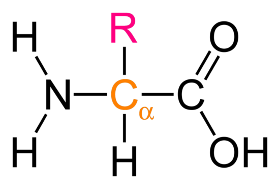 <p>NH2 is attached to second carbon atom </p><p>2-AMINO ACIDS</p>