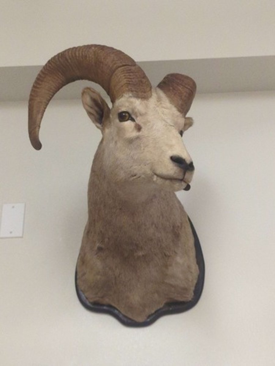 <p>What animal is this? Answer with "Wall" after animal name.</p>